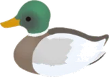 通りがかったマガモ