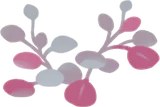 丸葉の温室の植物・赤