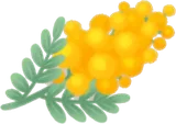 摘んできたミモザ