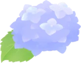 水色の紫陽花
