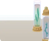 深さ水底で見つけた植物