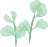 透明感のある水草