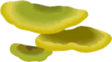 秋の森の猿の腰掛け