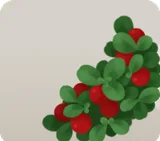 コケモモの茂み