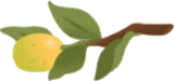 早摘みの金柑