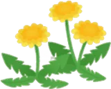 小さなたんぽぽ