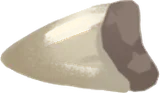 メガロドンの歯の化石