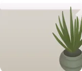 サンスベリアの鉢植え