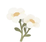 名もなき白い花・右