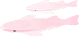クジラの夢のコバンザメ