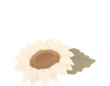白いひまわり