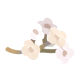 白い小花