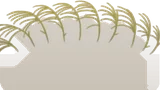 ススキ