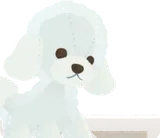 覗き込むトイブードルのぬいぐるみ