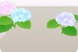 後方に咲く紫陽花