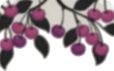 ぼやけたピンクチェリー