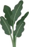 大きな植物