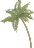 大きなココヤシ