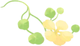 後ろから伸びている植物
