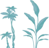 背の高い温室の植物