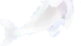 空飛ぶクジラの幻