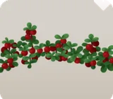 群生しているコケモモ