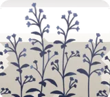 扉の周りに生えた青い植物