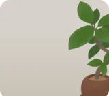 存在感のある観葉植物