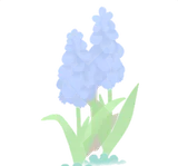 寄り添うムスカリ