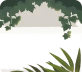 店内の観葉植物
