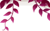 天井からさがる植物