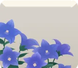 桔梗の花