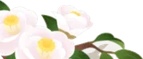 白い椿の枝