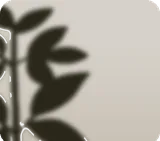 机上の観葉植物