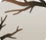 庭に広がる枝