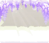 満開の藤の花