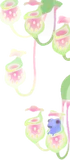 ヒメツボカズラ