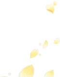 舞い上がる金桜の花びら