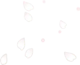 舞い散る白桜の花びら