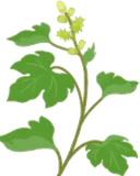 ミニ雑草・オナモミ