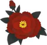 牡丹の花