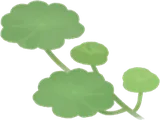 浮かぶ水草・手前デコ左