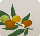穴あきどんぐり