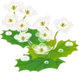 濡れた透明なサンカヨウ