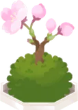 桜の苔玉盆栽