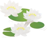 白いスイレンの花