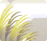 月明りで光り輝くススキ