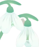 可憐なスノードロップ