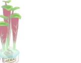 ツツユリセニア