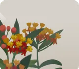 屋敷に広がるアスクレビアス
